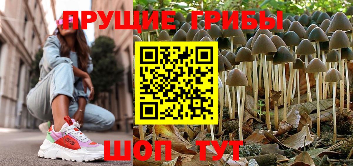 Фурманов  Псилоцибиновые грибы Psilocybine cubensis  Вход с VPN 